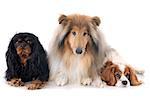 cavalier king charles  and collie in front of white background