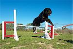 purebred rottweiler jumping in a training of agility