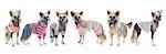 dressed Chinese Crested Dogs in front of white background