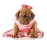 female puppy - dogue de bordeaux - four weeks old