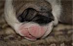 newborn puppy - english bulldog puppy 5 days old