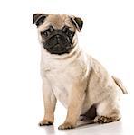 pug sitting looking at viewer isolated on white background