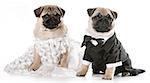 dog bride and groom - pugs isolated on white background