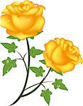 Illustration yellow roses for design