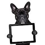french bulldog holding a touch screen tablet pc