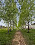 The birch path near old wall