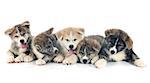 puppies akita inu in front of white background