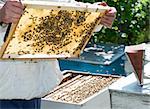 Beekeeper look honeycombs. White protective clothing