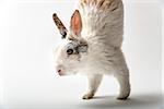 Image of a rabbit on white background