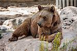 Brown bear lying on rocks in Jerusalem Biblical Zoo.