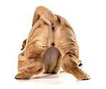 dog bum - chinese shar pei from the backside isolated on white background - 4 month old female