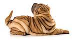 chinese shar pei puppy laying down isolated on white background - 4 months old