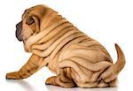 chinese shar pei puppy isolated on white background - 4 months old