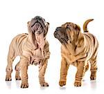 two chinese shar pei puppies isolated on white background - 4 months old