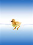 The yellow duckling swimming isolated on a white background