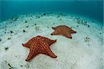 A pair of Cushion sea stars (Oreaster reticulatus) crawl slowly across a shallow sand flat in the warm waters of the Caribbean Sea. This species is common throughout the Caribbean.