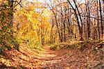 Beautiful landscape - autumn forest