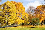 Beautiful autumn trees on a sunny day