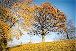 Beautiful autumn oak tree on a sunny day