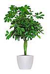young Schefflera a potted plant isolated over white