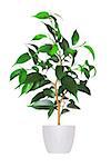 young sprout of ficus a potted plant isolated over white