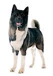 american akita in front of white background