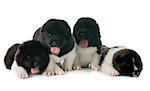 puppies american akita in front of white background
