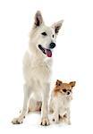 Purebred White Swiss Shepherd and chihuahua in front of white background