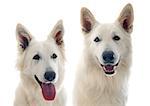 Purebred White Swiss Shepherds in front of white background