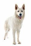 Purebred White Swiss Shepherd in front of white background