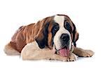 portrait of a purebred Saint Bernard in front of white background