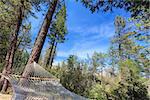 Peaceful Hammock Hanging Among the Pine Trees in a Mountain Retreat.