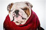 dog wearing red sweater - english bulldog