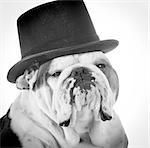 english bulldog wearing top hat