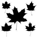 Set of vector black maple leaves outline on the white background for your design