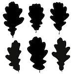 Set of vector black oak leaves outline on the white background for your design