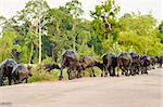 Thai water buffalo in the road and field countryside