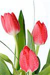 Arrangement of Three Spring Tulips with Water Drops and Green Leafs isolated on white background