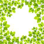 Vector illustration of green leaves on a white background