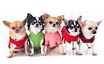 dressed chihuahuas in front of white background