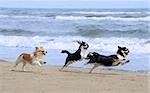 three purebred chihuahuas running on the beach