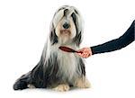 bearded collie in front of white background