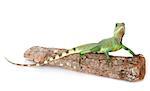 Chinese water dragon in front of white background