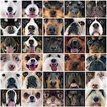 composite picture of head of dogs in studio