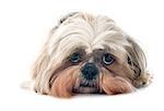 purebred Shih Tzu in front of white background