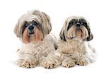 two Shih Tzu in front of white background
