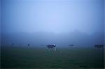 Misty field with grazing cows