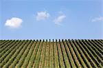 Vineyards in Langhe, Piedmont, Italy