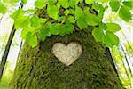 Heart Carved in European Beech (Fagus sylvatica) Tree Trunk, Odenwald, Hesse, Germany