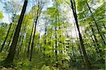 Sun through European Beech Trees (Fagus sylvatica) in Spring, Odenwald, Hesse, Germany